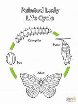 Butterfly Schmetterling Distelfalter Lebenszyklus Raupe Cycles Supercoloring Schmetterlinge sketch template