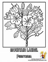 Coloring Puerto Pages Rico Flower Pennsylvania Laurel Mountain State Drawing Printable Flag Getdrawings Color Wisconsin Getcolorings Usa Choose Board sketch template