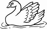 Swan Coloring Pages Clipart Print Swans Kids Color Swimming Animals Results Clipartmag Popular sketch template