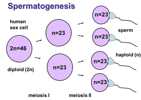 point  meiosis ii  meiosis   produced
