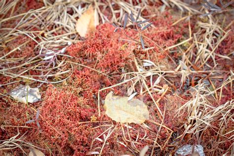 sphagnum sp sphagnaceae peat moss mclean bog dryden ny march