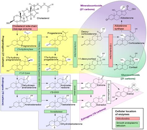 Hormone Chart Sex Hormones Beyond