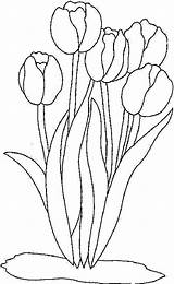 Tulips Colorat Lalele Flori Tulipe Tulpen Tulipes Planse Tulipanes P28 Desene Tulip Doodles Ausdrucken Primiiani Copii Acoloringbook sketch template