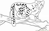Leopard Snow Coloring Baby Pages Coloringpages101 Printable Kids Color Leopards Online sketch template