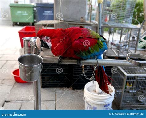 parrot  bird shop stock photo image  stalls brilliant