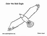 Coloring Eagle Bald Soaring Golden Sponsors Wonderful Support Please Flying Exploringnature sketch template