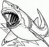 Megalodon Coloring Getcolorings Pages sketch template