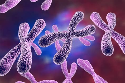 Identical Sex Chromosomes Could Be Key To A Long Life Genetic