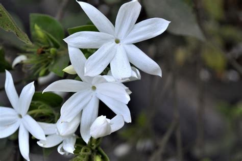 vining jasmine care  growing guide