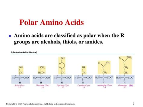 polar amino acids chart