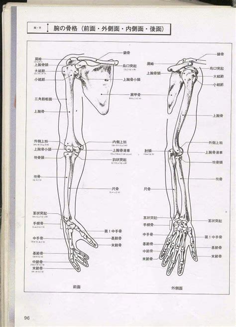 arm bone anatomy study mario tokar