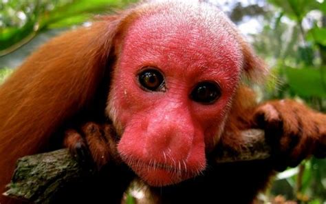 6 Monyet Dengan Wajah Paling Pelik Dan Menakutkan Di Dunia Iluminasi