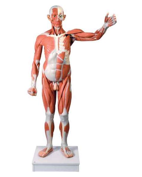 muscle anatomical models human body muscle education