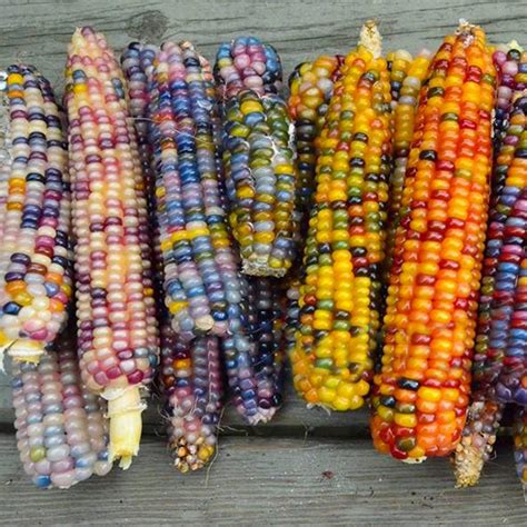 buy bllue rainbow corn food edible organic rare vegetables grain plants seeds gift  affordable