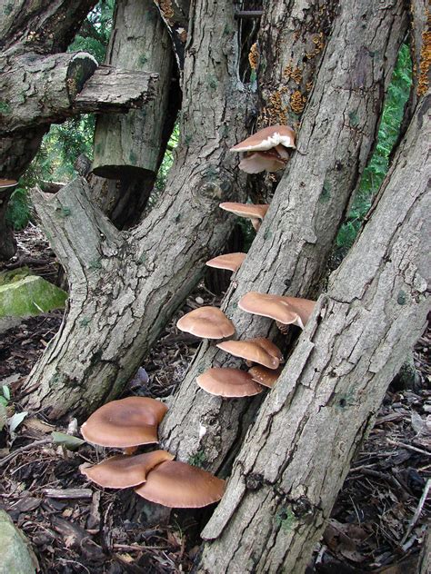 grow shiitake mushrooms  logs  mushroom info