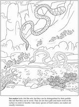 Coloring Pages Sea Snakes Publications Dover Doverpublications Animals Books sketch template