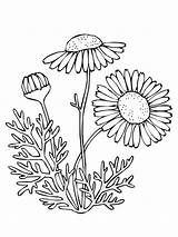 Coloring Pages Chamomile Flower Flowers Color sketch template