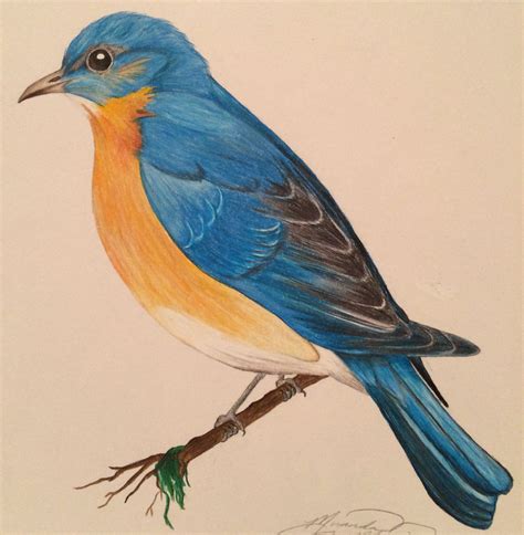 eastern bluebird colored pencil bird learn  paint colored pencils