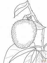 Lychee Litchi Fruits sketch template