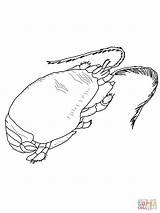 Crab Mole Coloring Pages Drawing Supercoloring Printable Claw Getdrawings sketch template