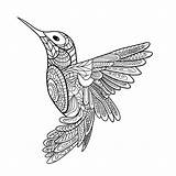 Mandala Mandalas Hummingbird Ausmalbilder Ausmalen Ausdrucken Adult Erwachsene Colibri Bird Bonitas Ausmalbild Zentangle Colorier Pintadas Paisley sketch template