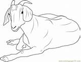 Goat Coloring Relaxing Pages Goats Coloringpages101 Print sketch template