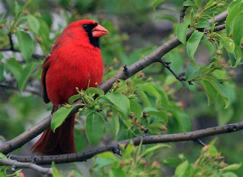 northern cardinal cardinalis cardinalis rabi