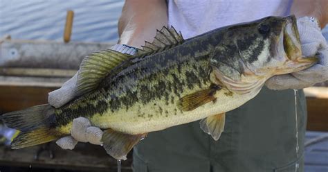 fwc surveys state bag limits  largemouth bass