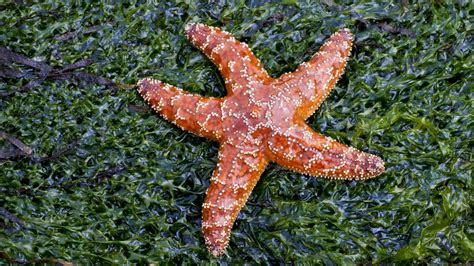 long  starfish