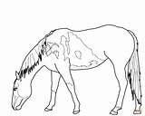 Horse Coloring Pages Mustang Wild Horses Funny Para Grazing Drawing Bucking Colorear Outline Pastando Printable Caballos Color Running Dibujos Sketch sketch template