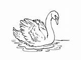 Cygne Swan Cygnes Cisne Coloriages Baby Colorear Coloringbay Télécharge Imprime Partage sketch template