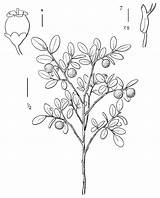 Vaccinium Huckleberry Parvifolium Pacific Coastal Cronquist Hitchcock Northwest sketch template