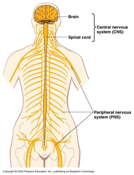 nervous system health sciences at daily life