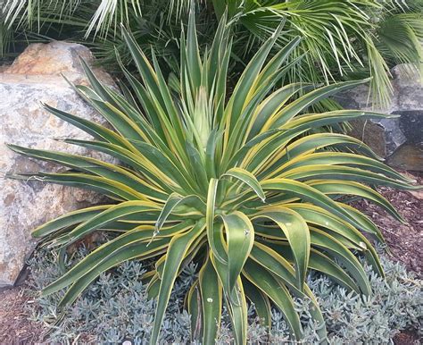 minute gardener photo agave desmettiana variegata varigated