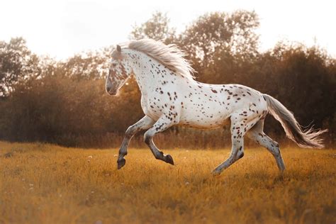 gorgeous images  appaloosa horses    day