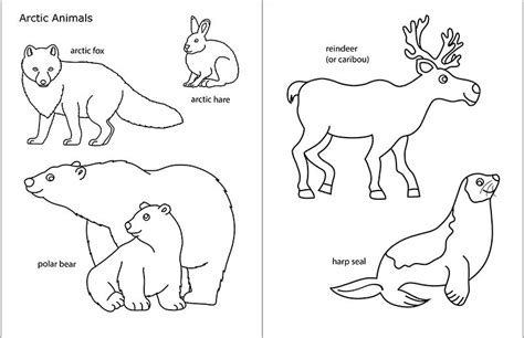 winter animals coloring pages  preschool book  kids