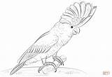 Cockatoo Coloring Pages Major Cockatoos Printable Mitchell Template Drawing Drawings Popular Templates Sketch sketch template