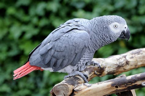 african grey parrot  maryland zoo