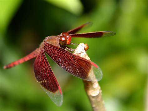 red dragonfly dragonflies wallpaper  fanpop