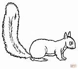 Squirrel Scoiattolo Mewarnai Colorare Tupai Disegno Esquilo Scoiattoli Pages Disegnare Esquilos sketch template