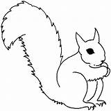 Squirrel Coloring Gray Forest Animals Pages Drawing Drawings 12kb 1051 Clipartmag sketch template