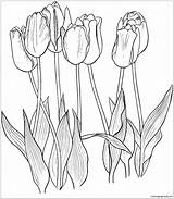 Coloring Pages Tulips Tulip Flower Seven Printable Dibujo Color Drawing Flowers Outline Para Tulipanes Colorear Print Flores Drawings Pintura Line sketch template