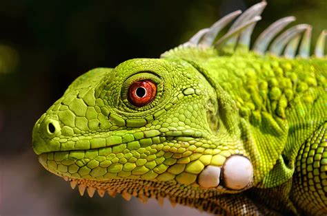 iguana curacao zoo parke tropikal