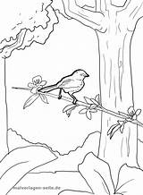 Vogel Malvorlage Baum Ast Ausmalbild Ausmalen Ausmalbilder Malvorlagen Kuckuck sketch template