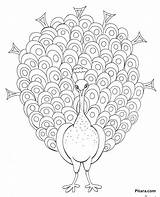 Peacock Pitara Birds Network Coloringbay sketch template