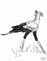 Coloring Secretary Bird Printable Pages sketch template