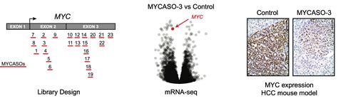 Targeting Myc With Antisense Oligonucleotides Nature Portfolio Cancer