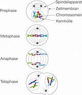 Mitose Metaphase Zellteilung Darstellung Schematische Genetik sketch template