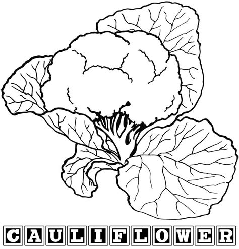 cauliflower coloring page  printable coloring pages  kids