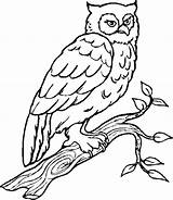 Coloring Owl Pages Color Colouring Owls Bird Birds Ville sketch template